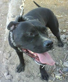 Photo of the dog