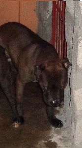 Photo of the dog