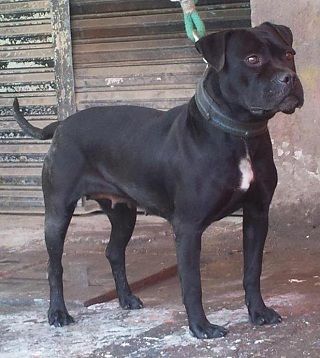 Photo of the dog