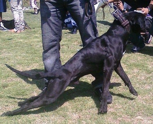 Photo of the dog