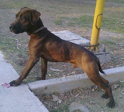 Photo of the dog
