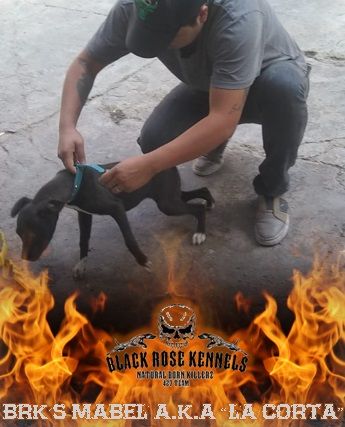 Photo of the dog