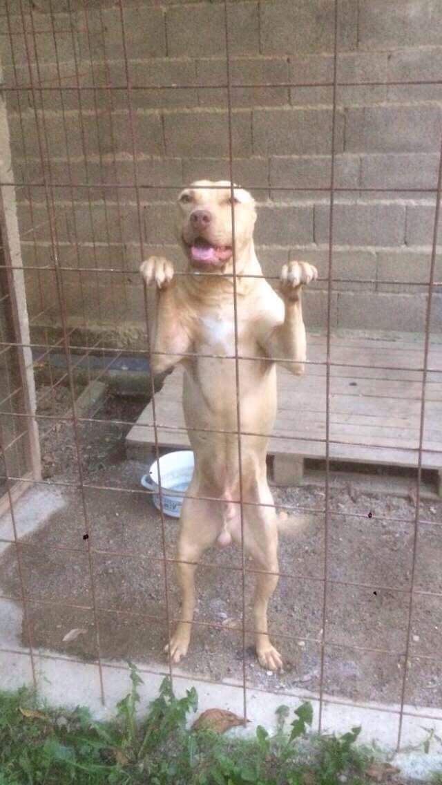 Photo of the dog