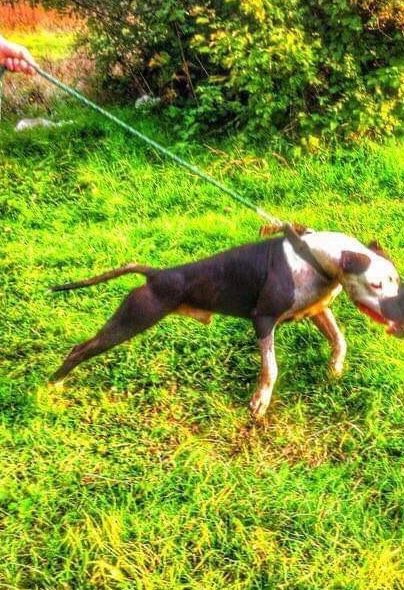 Photo of the dog
