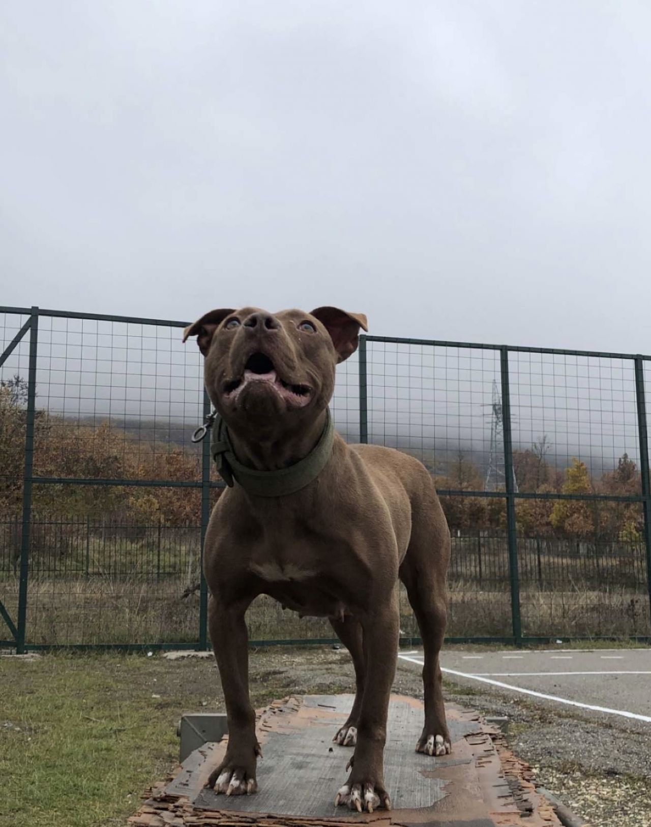 Photo of the dog