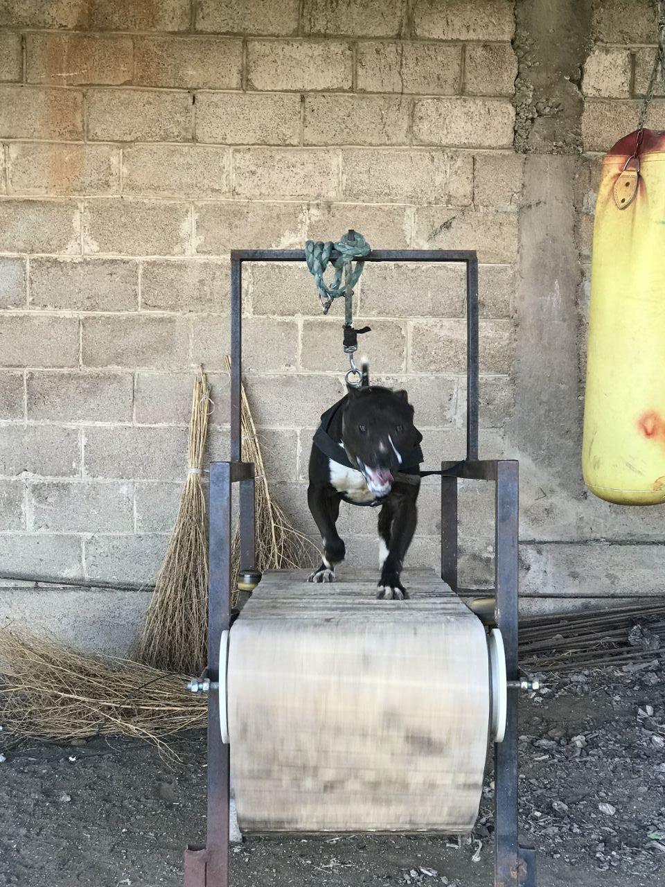Photo of the dog