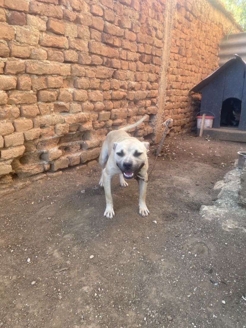 Photo of the dog
