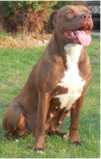 Photo of the dog