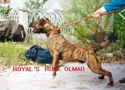 Photo of the dog