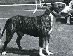 Photo of the dog