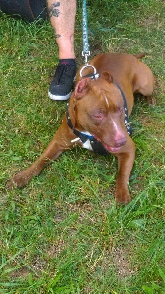 Photo of the dog