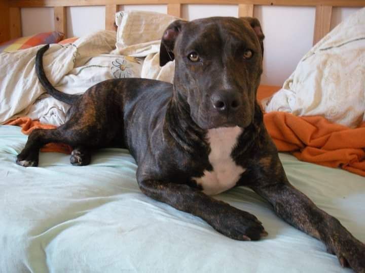 Photo of the dog
