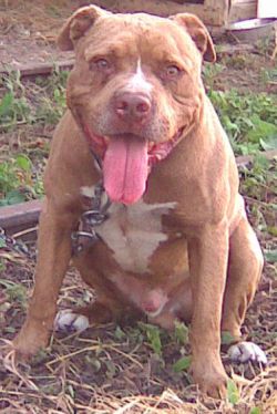 Photo of the dog