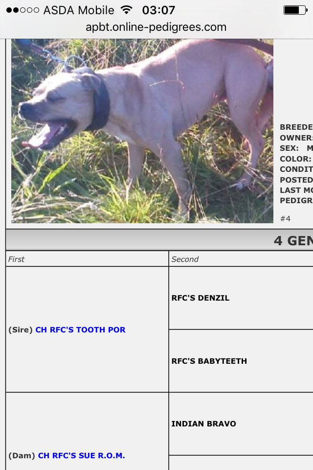 Photo of the dog