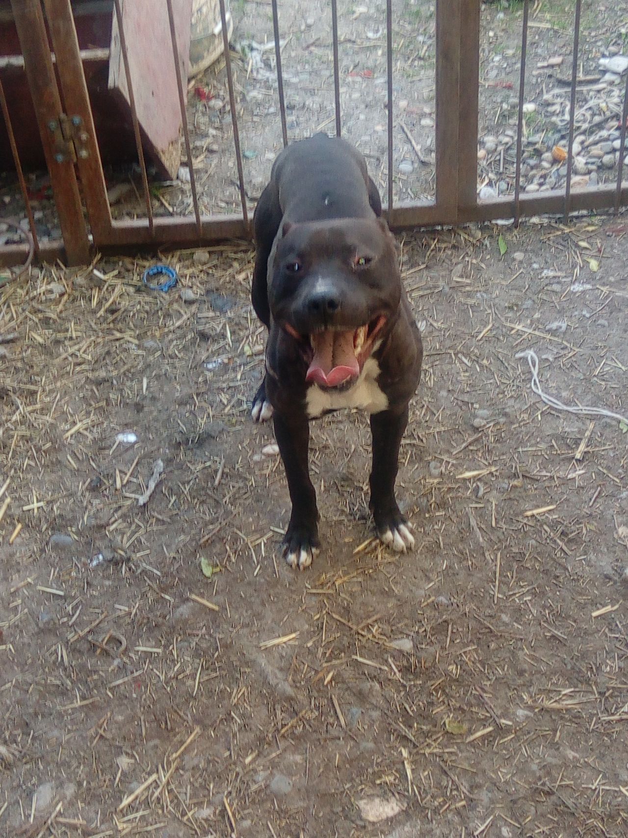 Photo of the dog