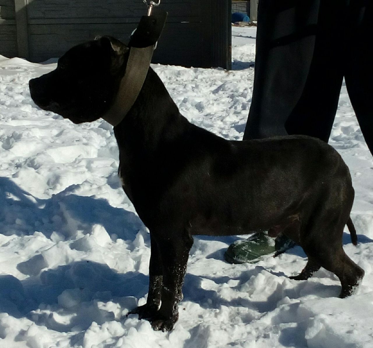 Photo of the dog