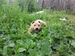 Photo of the dog