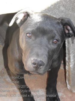 Photo of the dog