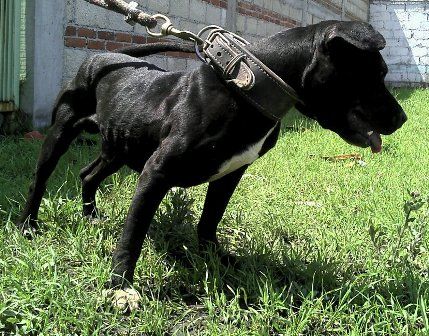 Photo of the dog