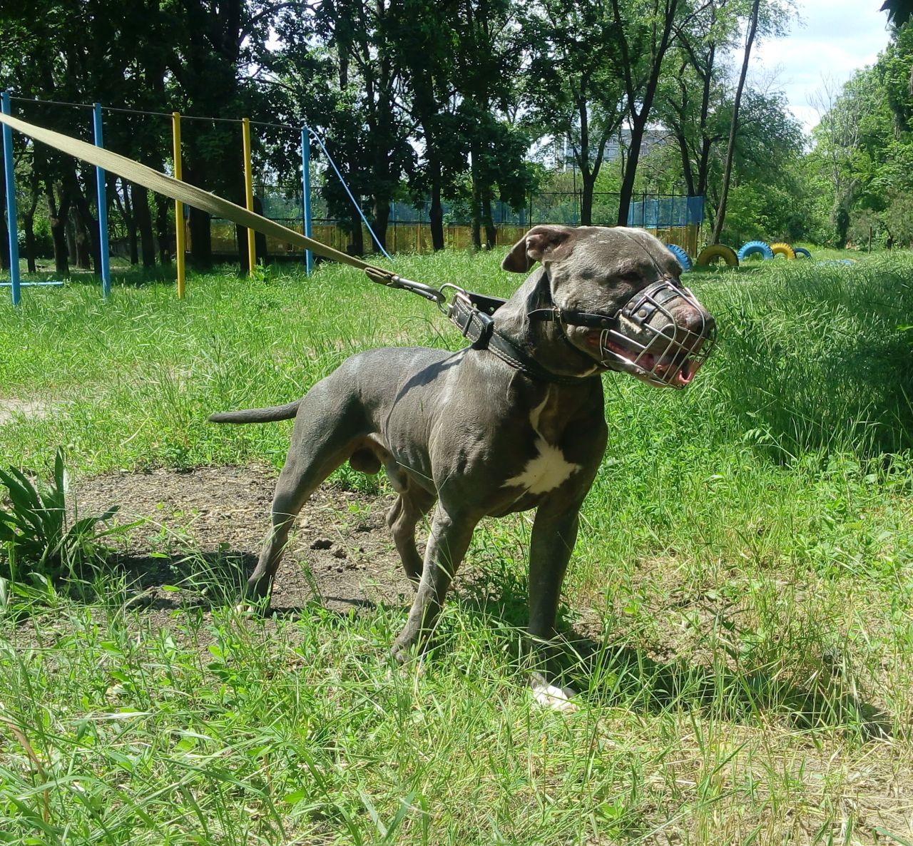 Photo of the dog