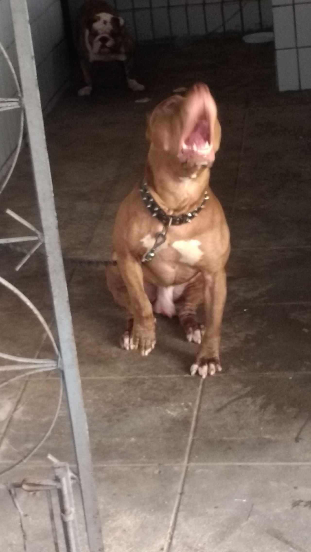 Photo of the dog