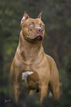 Photo of the dog