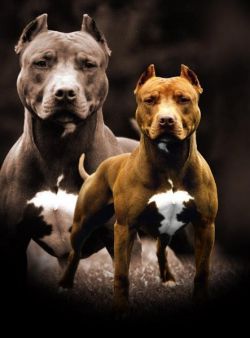 Photo of the dog