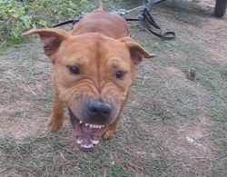 Photo of the dog