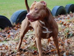 Photo of the dog