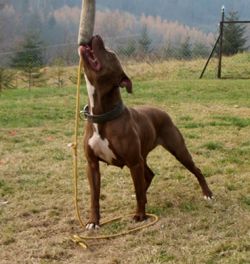 Photo of the dog