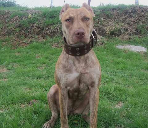 Photo of the dog