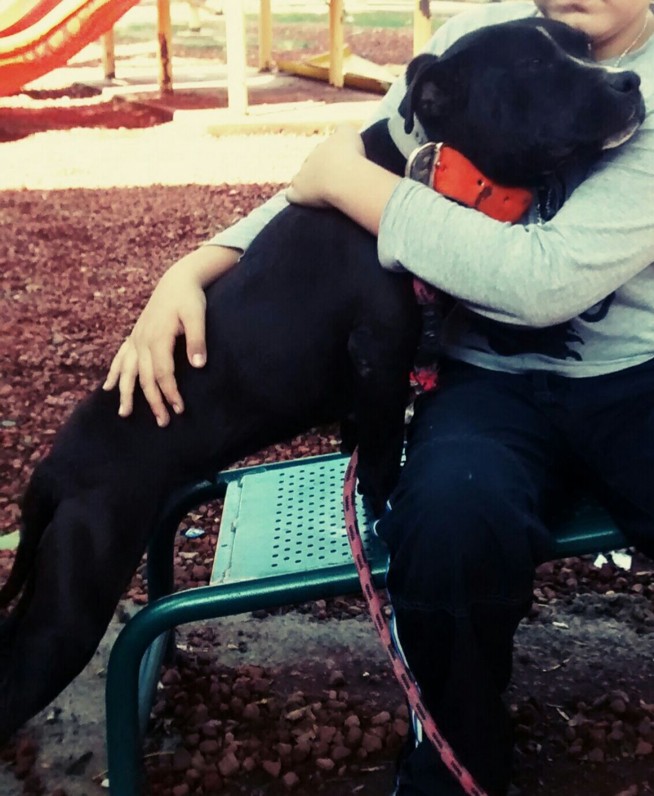 Photo of the dog
