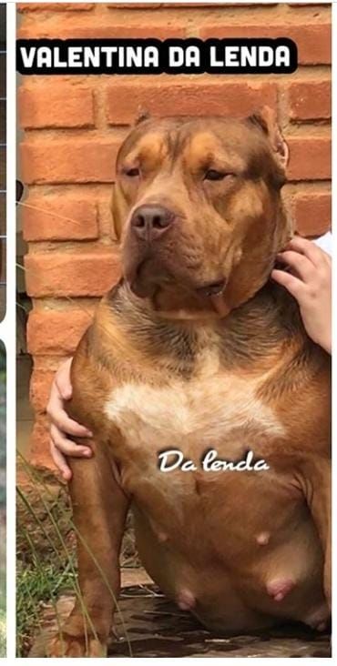 Photo of the dog