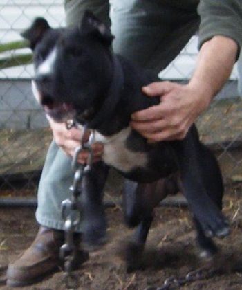 Photo of the dog