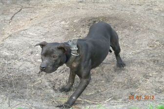 Photo of the dog