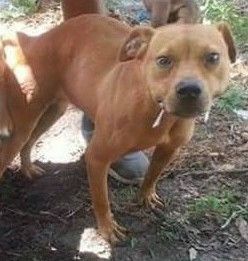 Photo of the dog