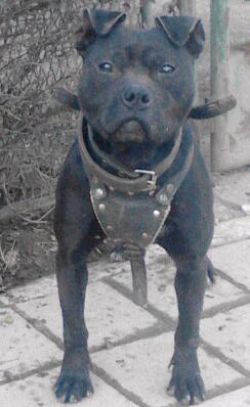 Photo of the dog