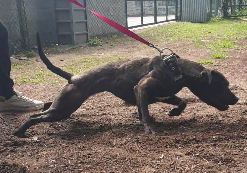 Photo of the dog