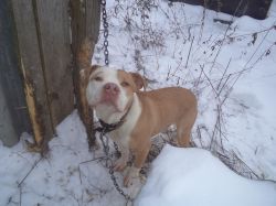 Photo of the dog