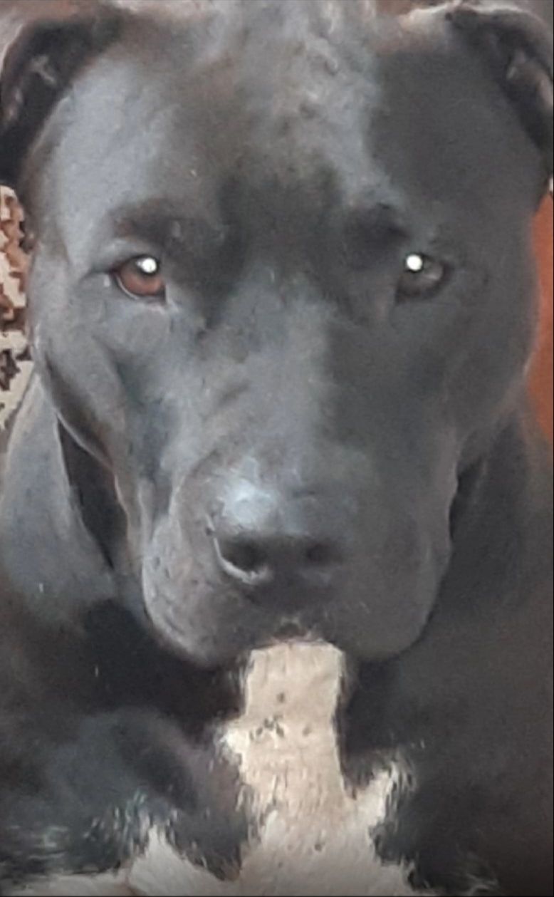 Photo of the dog