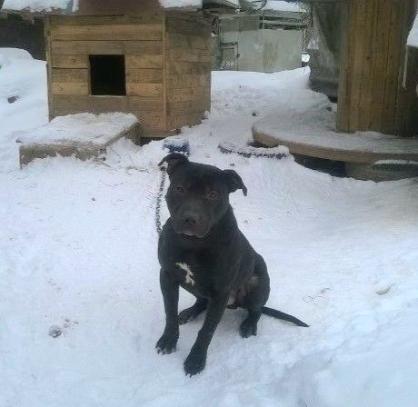 Photo of the dog