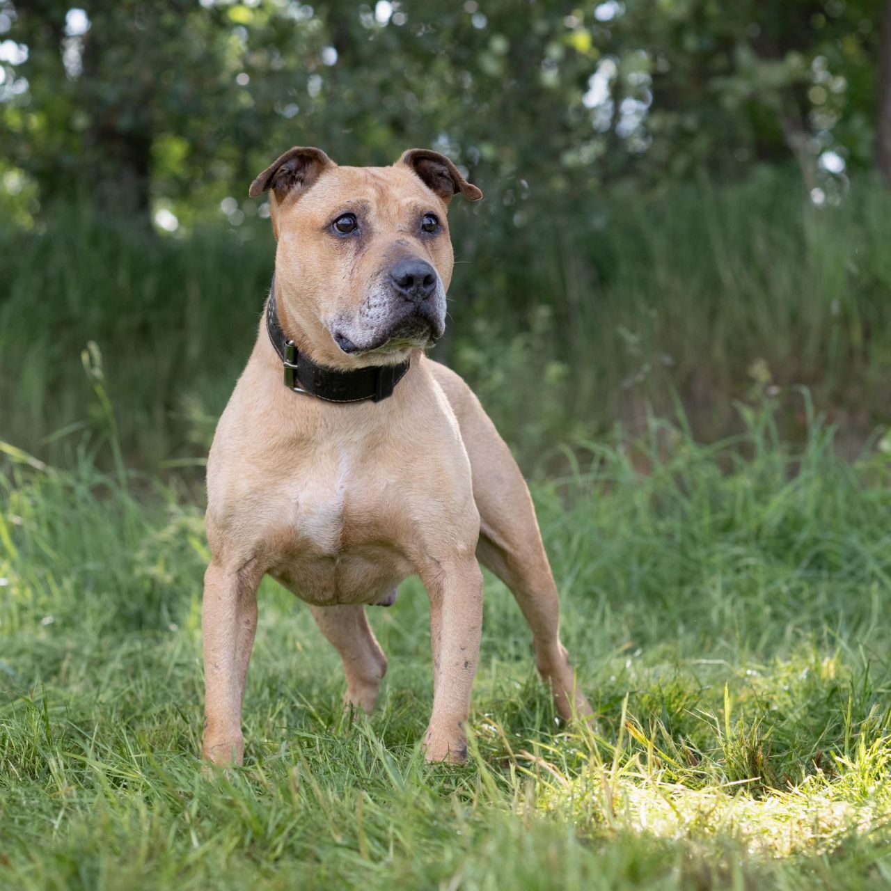 Photo of the dog