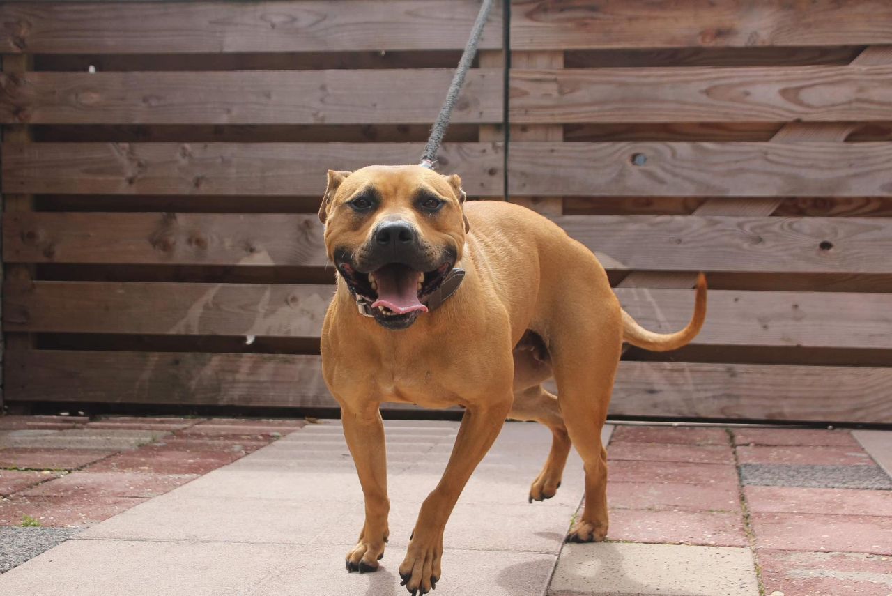Photo of the dog