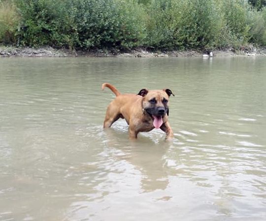 Photo of the dog