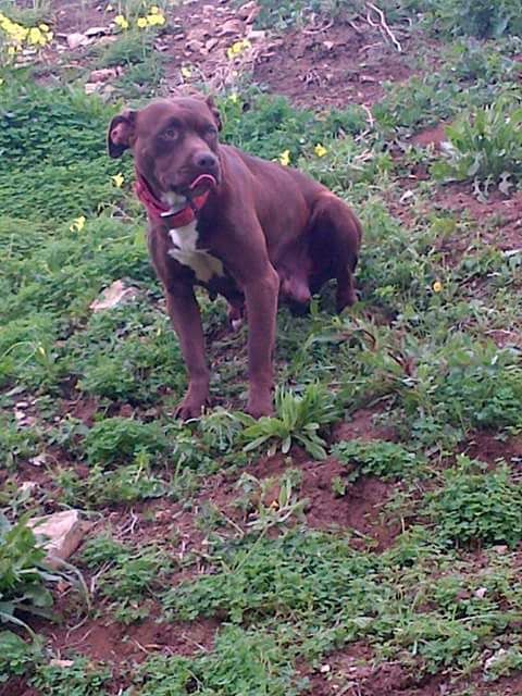Photo of the dog