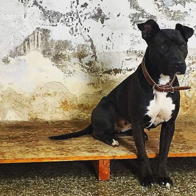 Photo of the dog