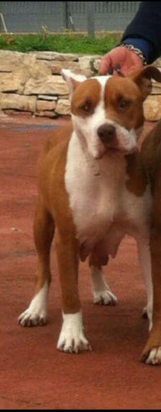 Photo of the dog