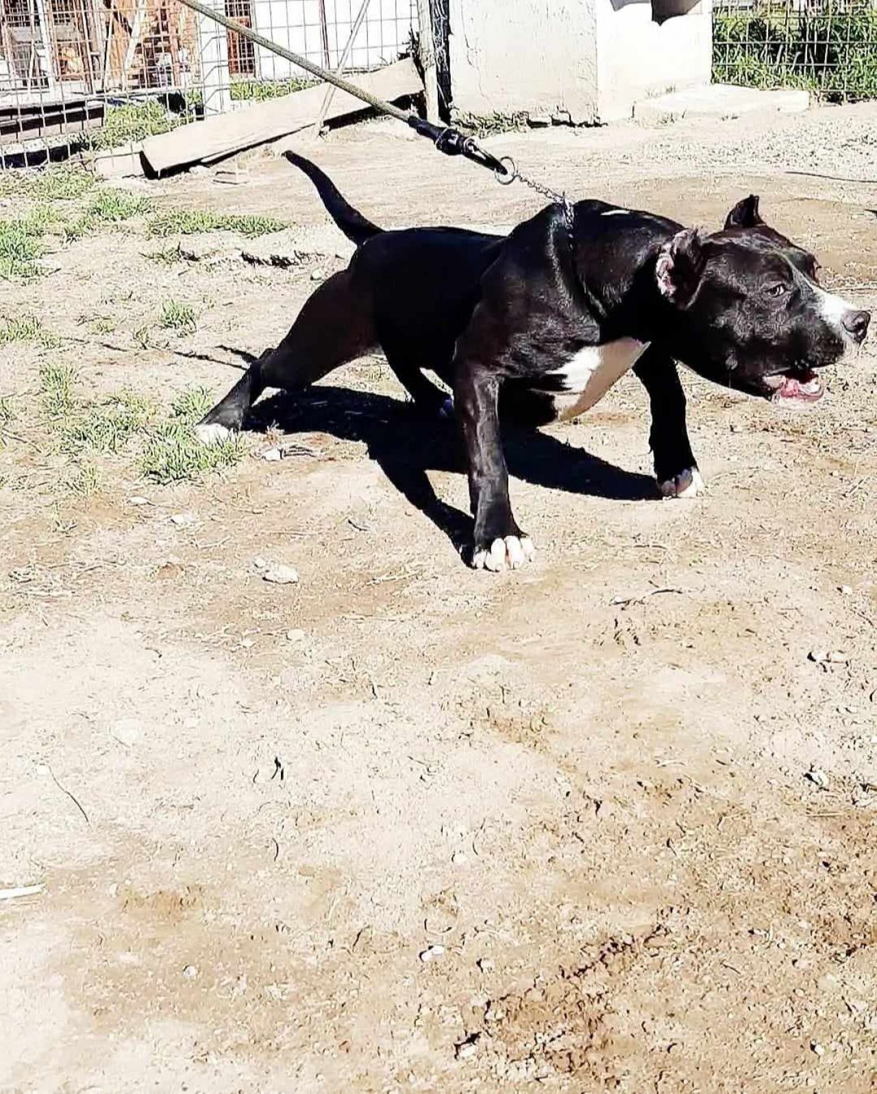 Photo of the dog