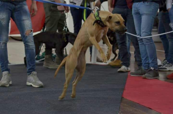 Photo of the dog