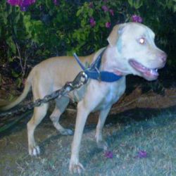 Photo of the dog